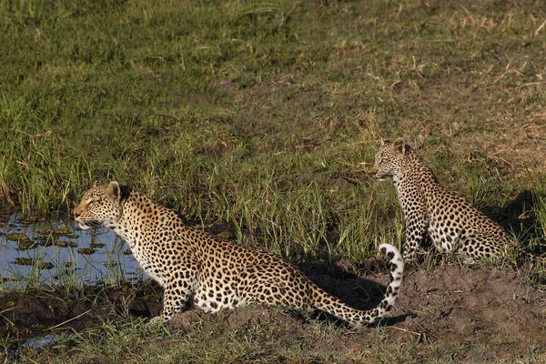 Leopardo Pântera Pardus Mãe Com Filhote Waterhole Moremi Reserve Okavango — Fotografia de Stock