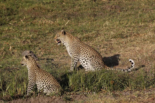Leopard Panthera Pardus Mother Cub Moremi Reserve Okavango Delta Botswana — Stockfoto