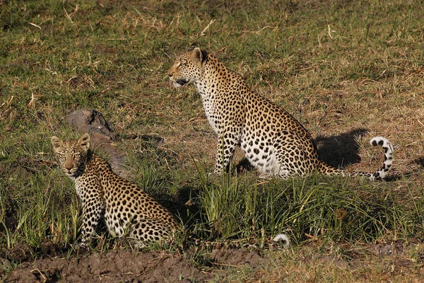 Leopardo Pântera Pardus Mãe Filhote Reserva Moremi Delta Okavango Botsuana — Fotografia de Stock