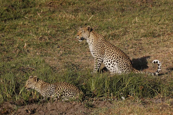 Leopard Panthera Pardus Mother Cub Moremi Reserve Okavango Delta Botswana — Stock Photo, Image