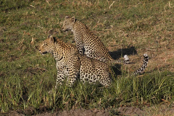 Leopard Panthera Pardus Mother Cub Moremi Reserve Δέλτα Okavango Στη — Φωτογραφία Αρχείου