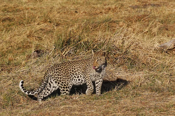Leopard Panthera Pardus Moremi Reserve Okavango Delta Botswaně — Stock fotografie