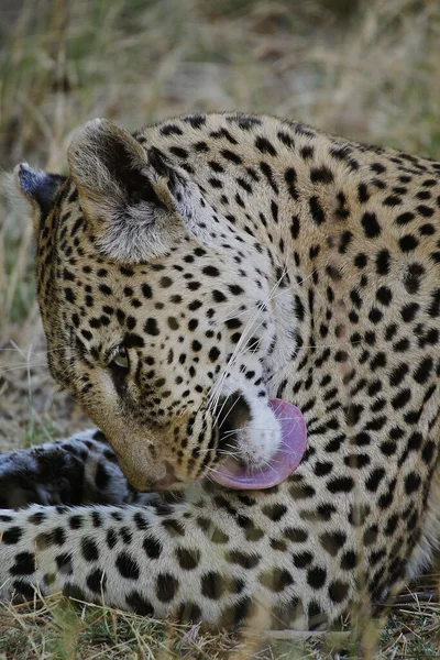 Leopardo Pantera Pardus Lamiendo Adultos Reserva Moremi Delta Del Okavango —  Fotos de Stock