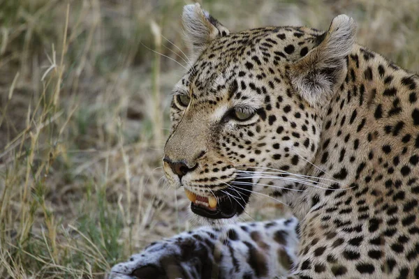 Leopardo Pantera Pardus Retrato Adulto Reserva Moremi Delta Del Okavango —  Fotos de Stock