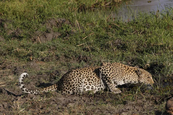 Leopard Panthera Pardus Kvinna Vid Waterhole Moremi Reserve Okavango Delta — Stockfoto