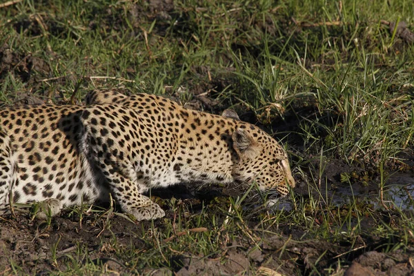 Leopard Panthera Pardus Kobieta Waterhole Moremi Reserve Okavango Delta Botswanie — Zdjęcie stockowe