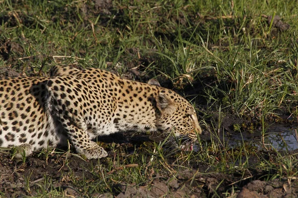 Leopard Panthera Pardus Female Waterhole Moremi Reserve Okavango Delta Botswana — Stock Photo, Image