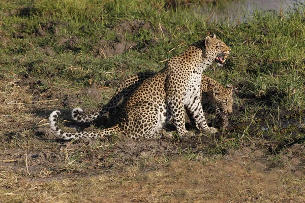 Leopard Panthera Pardus Mutter Und Junges Snarling Moremi Reserve Okavango — Stockfoto