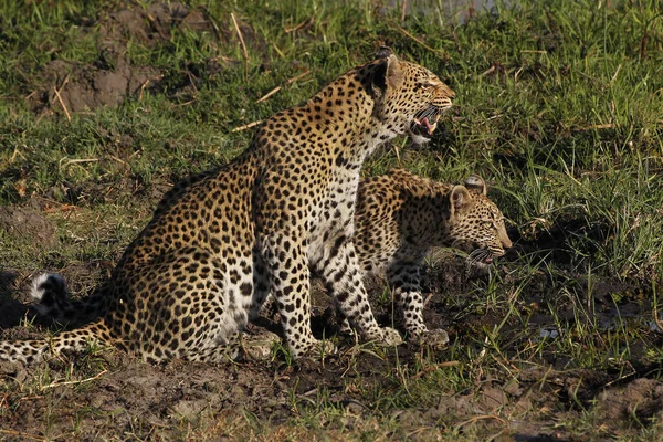 Leopardo Pantera Pardus Madre Cachorro Snarling Reserva Moremi Delta Del — Foto de Stock