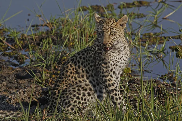 Leopardo Panthera Pardus Cucciolo Waterhole Moremi Reserve Delta Dell Okavango — Foto Stock