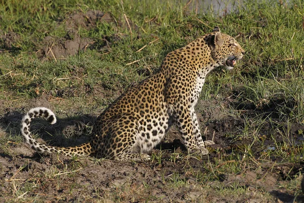 Leopárd Panthera Pardus Felnőtt Vicsorgás Moremi Reserve Okavango Delta Botswanában — Stock Fotó