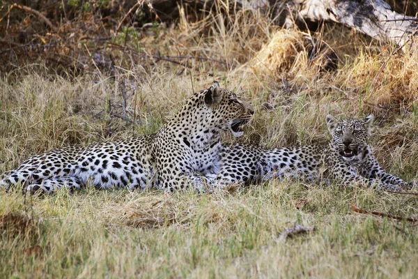 Leopardo Pântera Pardus Postura Mãe Filhote Reserva Moremi Delta Okavango — Fotografia de Stock