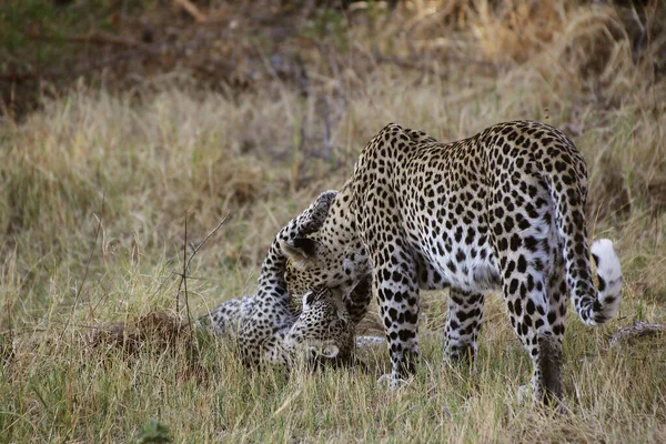 Leopárd Panthera Pardus Mother Cub Playing Moremi Reserve Okavango Delta — Stock Fotó