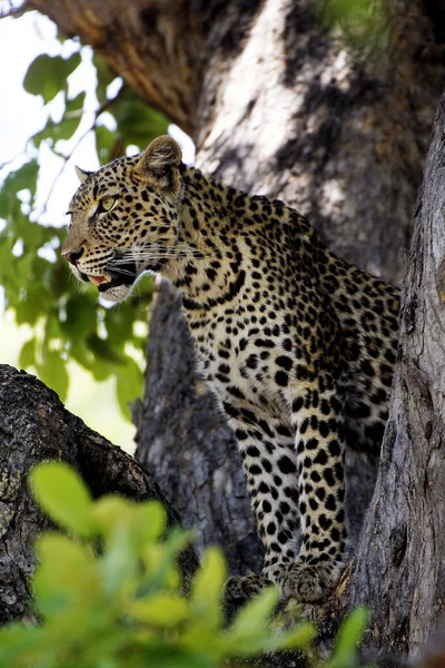 Leopard Panthera Pardus Dospělý Stojící Stromě Moremi Reserve Okavango Delta — Stock fotografie