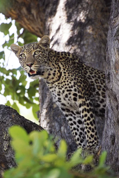 Leopárd Panthera Pardus Fán Álló Felnőtt Moremi Reserve Okavango Delta — Stock Fotó