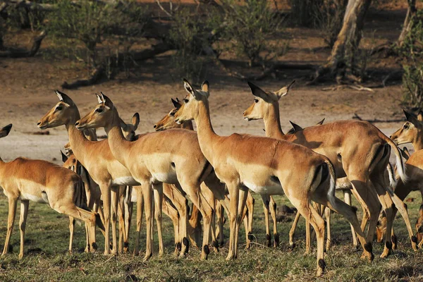 Impala Aepyceros Melampus Manada Hembras Reserva Moremi Reserva Okavango Delta — Foto de Stock