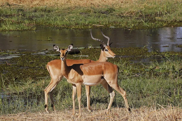 Impala Aepyceros Melampus Pár Stojící Poblíž Řeky Khwai Moremi Reserve — Stock fotografie