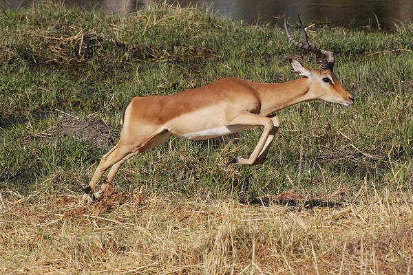 Impala Aepyceros Melampus Αρσενικό Που Τρέχει Κατά Μήκος Του Ποταμού — Φωτογραφία Αρχείου