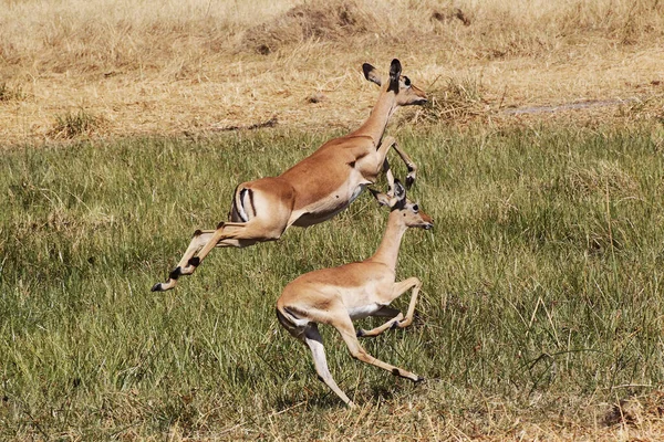 Impala Aepiceros Melampus Femele Care Aleargă Lungul Râului Khwai Moremi — Fotografie, imagine de stoc
