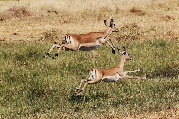 Impala Aepyceros Melampus Žena Běží Podél Řeky Khwai Moremi Reserve — Stock fotografie