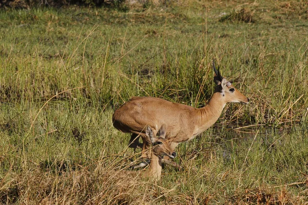 Reedbuck Redunca Arundinum Masculino Corriendo Reserva Moremi Delta Del Okavango — Foto de Stock