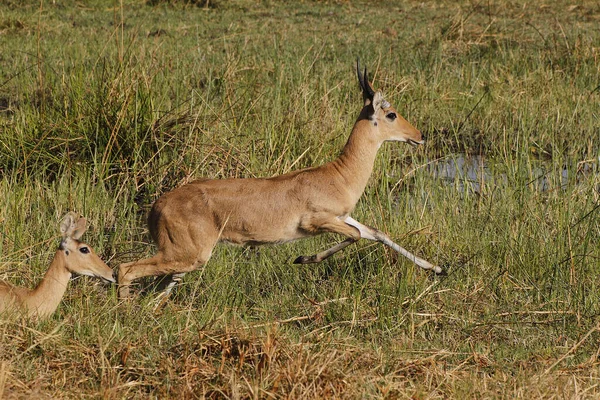 Schildbock Redunca Arundinum Männchen Laufen Moremi Reserve Okavango Delta Botswana — Stockfoto