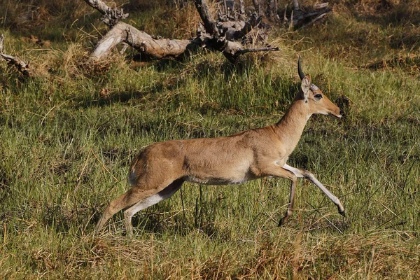 Reedbuck Redunca Arundinum Male Running Moremi Reserve Okavango Delta Botswana — Stock fotografie