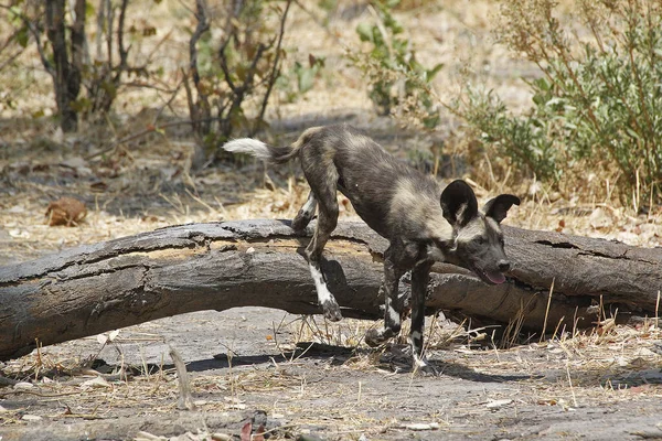 Afrikaanse Wilde Hond Lycaon Pictus Moremi Reserve Okavango Reserve Botswana — Stockfoto