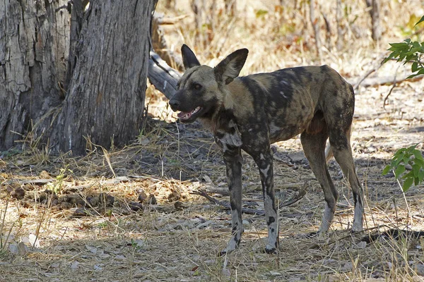 African Wild Dog Licaone Pictus Moremi Reserve Okavango Reserve Botswana — Foto Stock