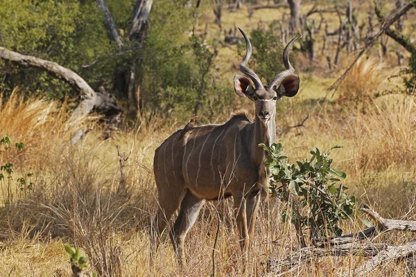 Greater Kudu Tragelaphus Strepsiceros Male Standing Bush Moremi Reserve Okavango — Stock Photo, Image