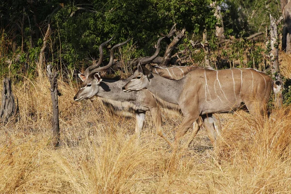 Greater Kudu Tragelaphus Strepsiceros Maschi Piedi Bush Moremi Reserve Delta — Foto Stock