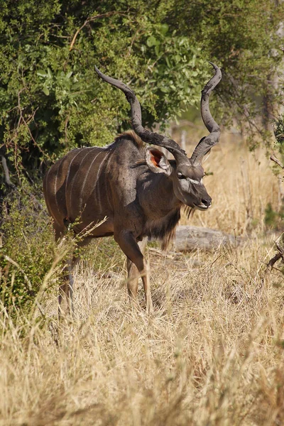 Greater Kudu Tragelaphus Strepsiceros Masculino Bush Moremi Reserve Okavango Delta — Fotografia de Stock