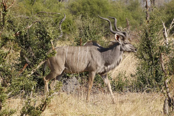 Greater Kudu Tragelaphus Strepsiceros Maschio Piedi Bush Moremi Reserve Delta — Foto Stock