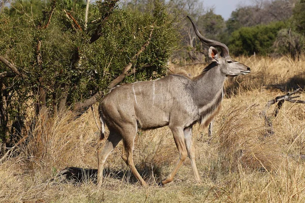 Greater Kudu Tragelaphus Strepsiceros Male Standing Bush Moremi Reserve Okavango — 图库照片