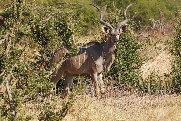 Greater Kudu Tragelaphus Strepsiceros Maschio Piedi Bush Moremi Reserve Delta — Foto Stock