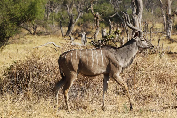 Greater Kudu Tragelaphus Strepsiceros Male Standing Bush Moremi Reserve Okavango — Stock fotografie