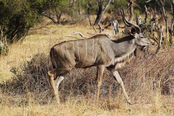 Daha Büyük Kudu Tragelaphus Strepsiceros Bush Duran Erkek Moremi Reserve — Stok fotoğraf