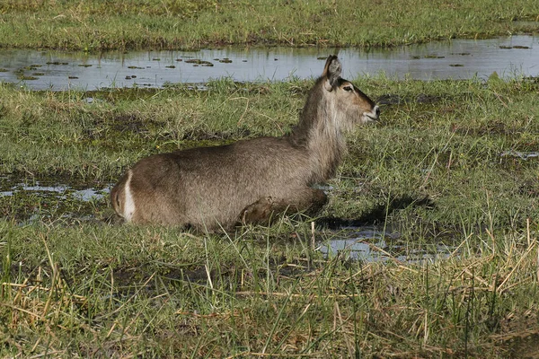 Gewone Waterbok Kobus Ellipsiprymnus Vrouw Staande Rivier Khwai Moremi Reserve — Stockfoto