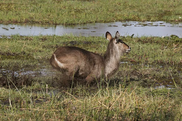 Gewone Waterbok Kobus Ellipsiprymnus Vrouw Langs Rivier Khwai Moremi Reserve — Stockfoto