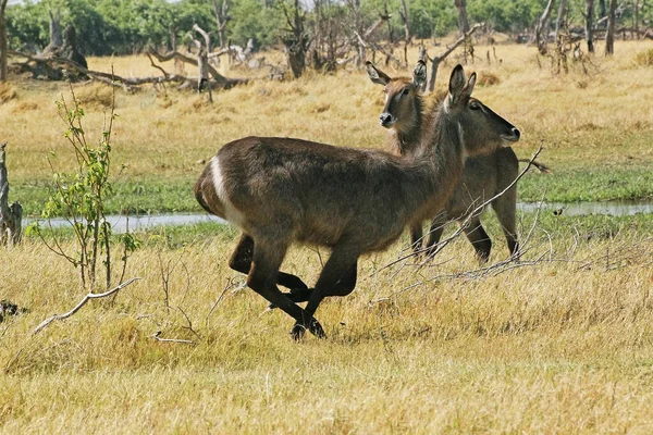 Wasserbock Kobus Ellipsiprymnus Weibchen Laufen Entlang Des Khwai River Moremi — Stockfoto