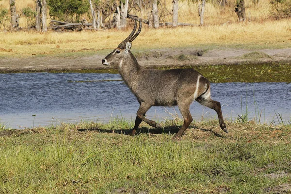 Common Waterbuck Kobus Ellipsiprymnus Male Running Khwai River Moremi Reserve — Stock Photo, Image