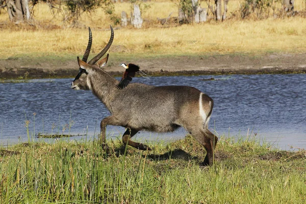 Gewone Waterbok Kobus Ellipsiprymnus Man Langs Rivier Khwai Moremi Reserve — Stockfoto