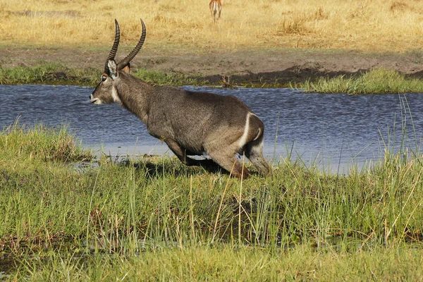 Wasserbock Kobus Ellipsiprymnus Männchen Entlang Des Khwai River Moremi Reserve — Stockfoto