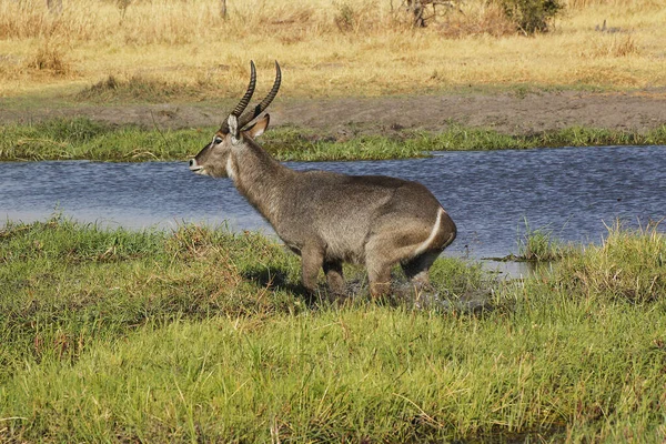 博茨瓦纳Okavango三角洲 Moremi保留地 Khwai河沿岸的普通水鼠 Kobus Ellipsiprymnus — 图库照片