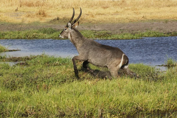 Gewone Waterbok Kobus Ellipsiprymnus Man Langs Rivier Khwai Moremi Reserve — Stockfoto