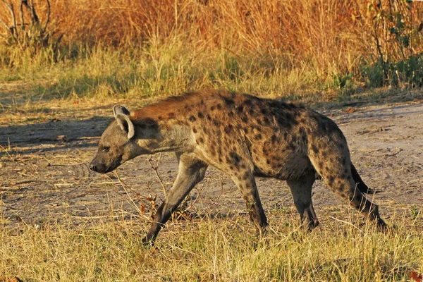 Gefleckte Hyäne Crocuta Crocuta Erwachsene Moremi Reservat Okavango Delta Botswana — Stockfoto