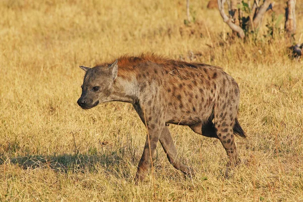 Εντοπίστηκε Hyena Crocuta Crocuta Adult Moremi Reserve Okavango Delta Στη — Φωτογραφία Αρχείου