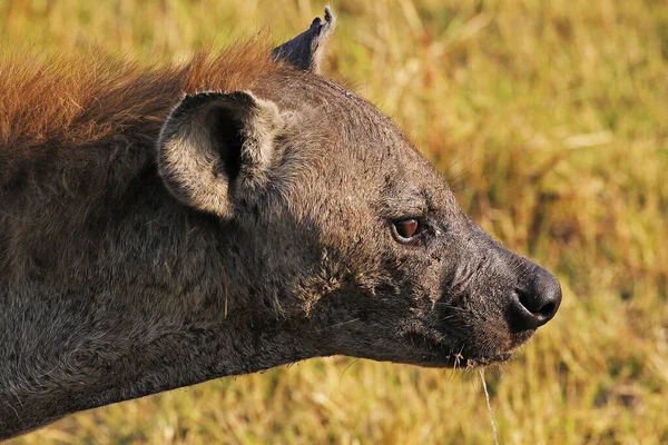 Hyène Maculée Crocuta Crocuta Portrait Adulte Réserve Moremi Delta Okavango — Photo
