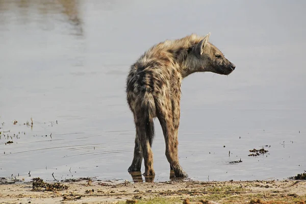 Gefleckte Hyäne Crocuta Crocuta Erwachsene Trinken Wasserloch Moremi Reserve Okavango — Stockfoto