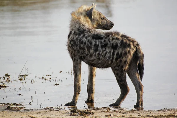 Spatřena Hyena Crocuta Crocuta Dospělí Pijící Water Hole Moremi Reserve — Stock fotografie